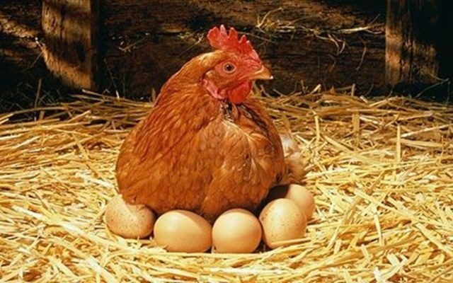 Il mantenimento delle galline ovaiole nel paese e la cura di loro