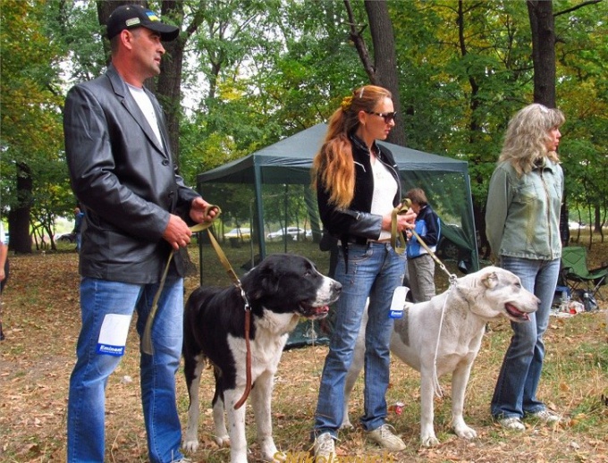 Come esporre un cane alle competizioni 