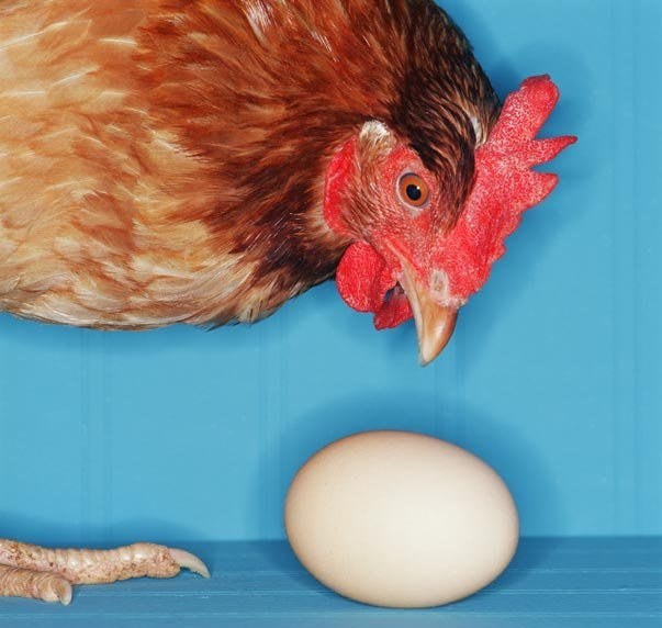 Perché le galline allevano le uova