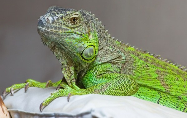 L'iguana è un vero dragone in casa!