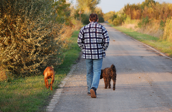 Come disaccordare un cane per tirare il guinzaglio