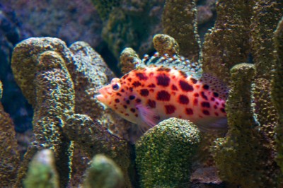 Per garantire che l'acqua nell'acquario sia sempre pulita e trasparente, è necessario installare correttamente il filtro dell'acquario