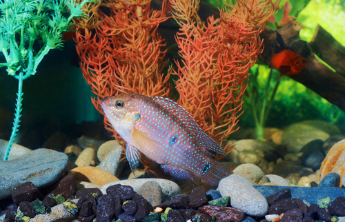 Acquario con pesce e un buon filtro - una cura eccellente per lo stress