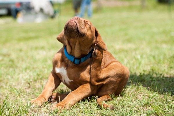 Suggerimento 1: come scegliere un veterinario