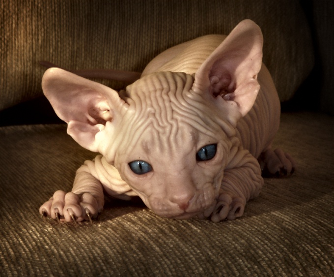 Ciò che distingue il Don Sphynx dagli altri gatti domestici