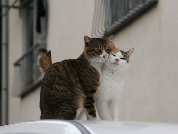 Come lavorare a maglia un gatto