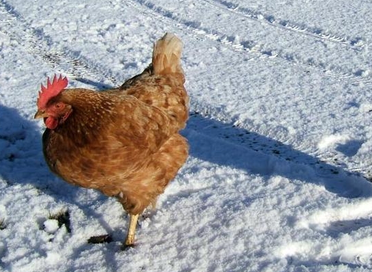 Suggerimento 1: Come fare i polli correre