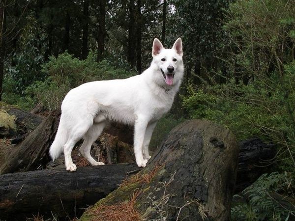 Cosa sono i cani da pastore