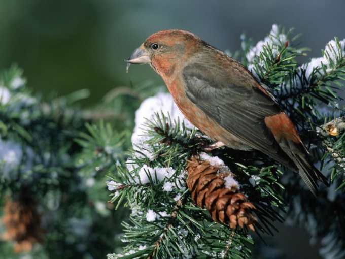 crossbill 