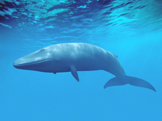 La balena blu è l'animale più grande sulla Terra!