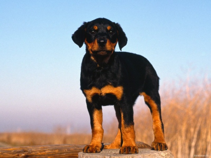 Come portare un cane su un treno